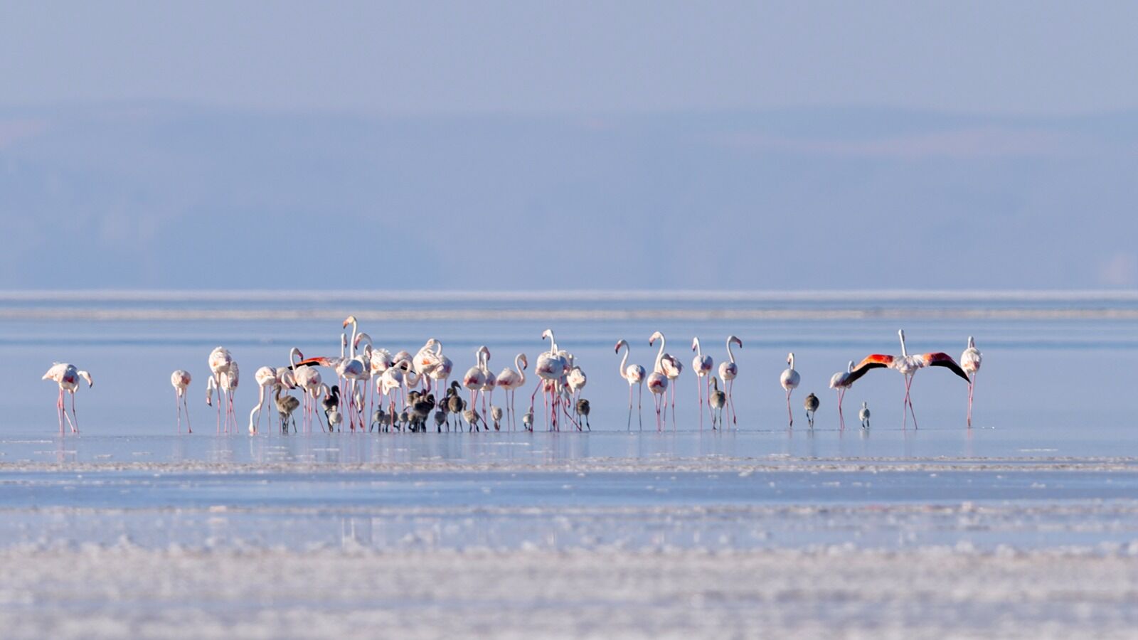 Tuz Gölü'ne açılan sondaj destekli kanal, gölün misafirleri flamingolara can suyu oldu