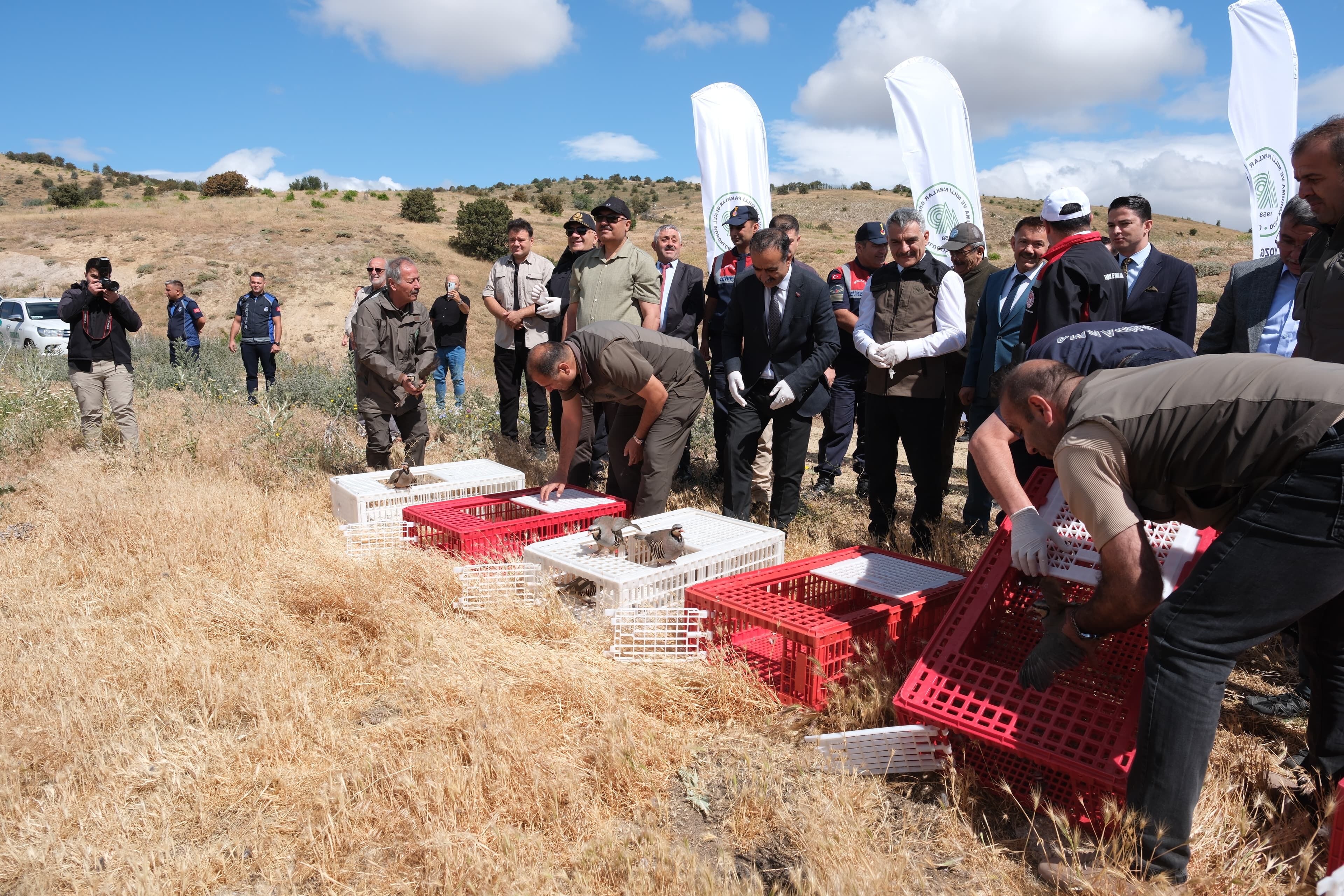 Yozgat'ta 1000 kınalı keklik doğaya bırakıldı