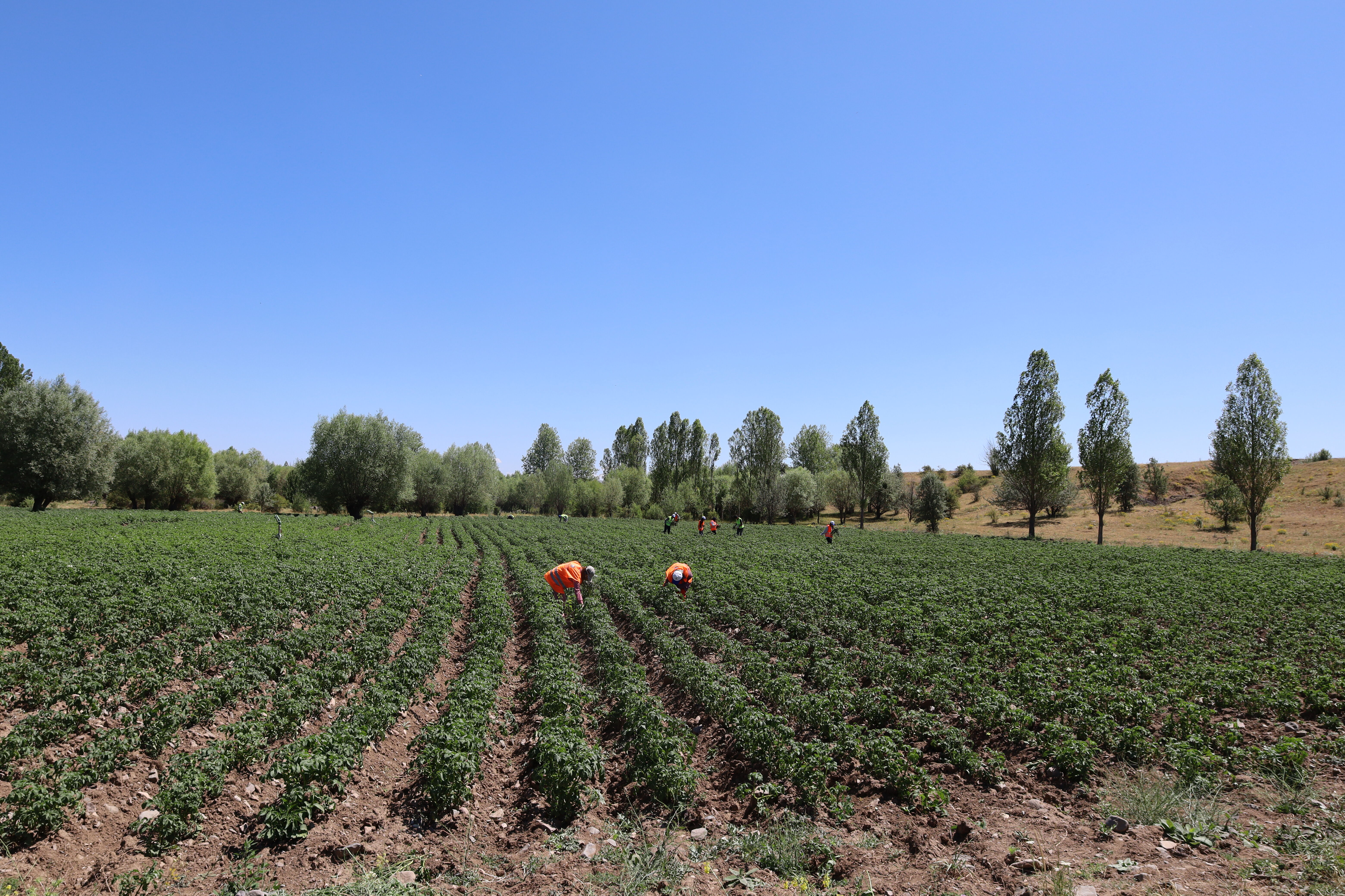 Dodurga'da atıl arazilerde patates yetiştiriliyor