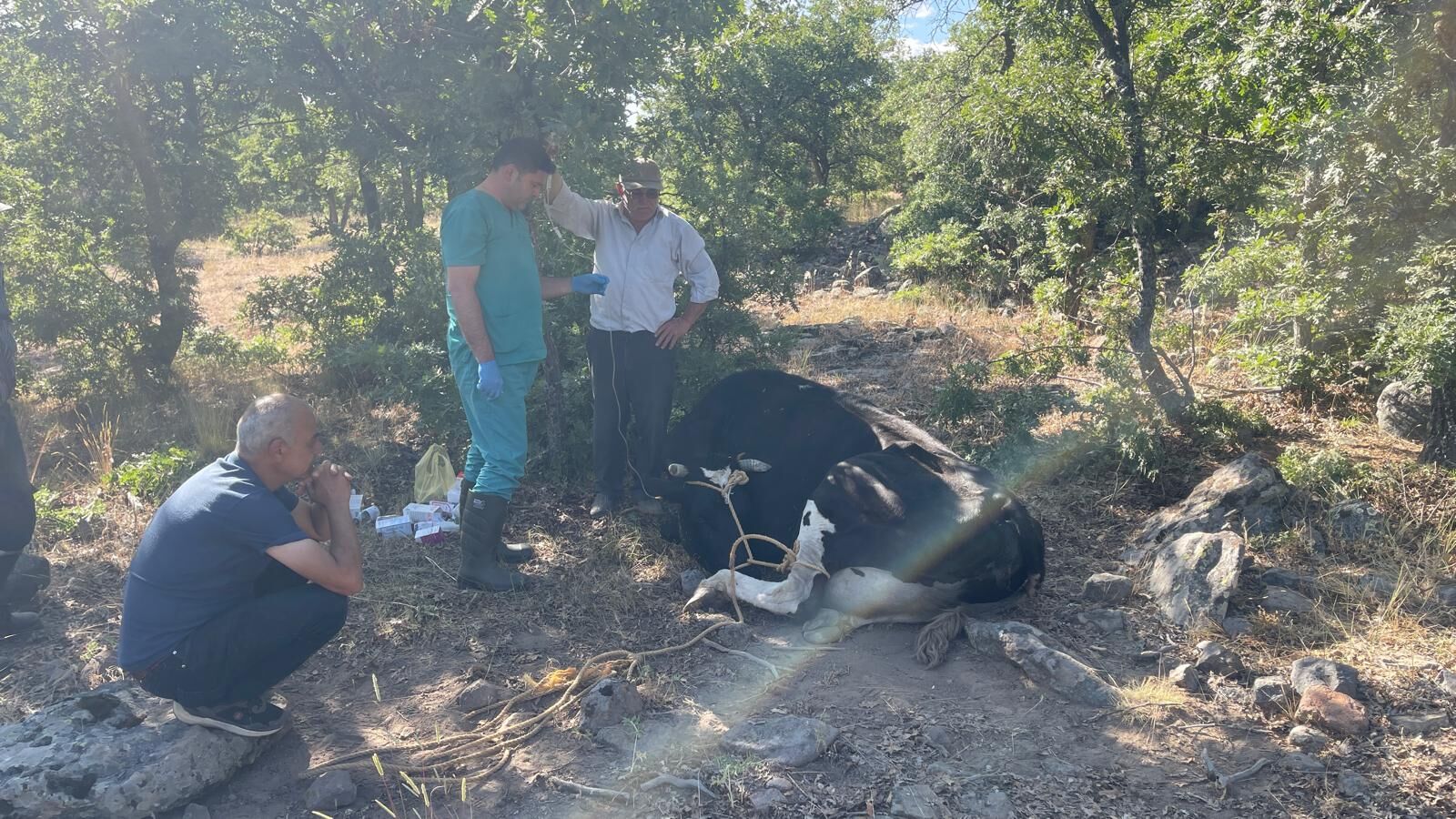 Konya'da kaybolan inek jandarma tarafından dron desteğiyle bulundu