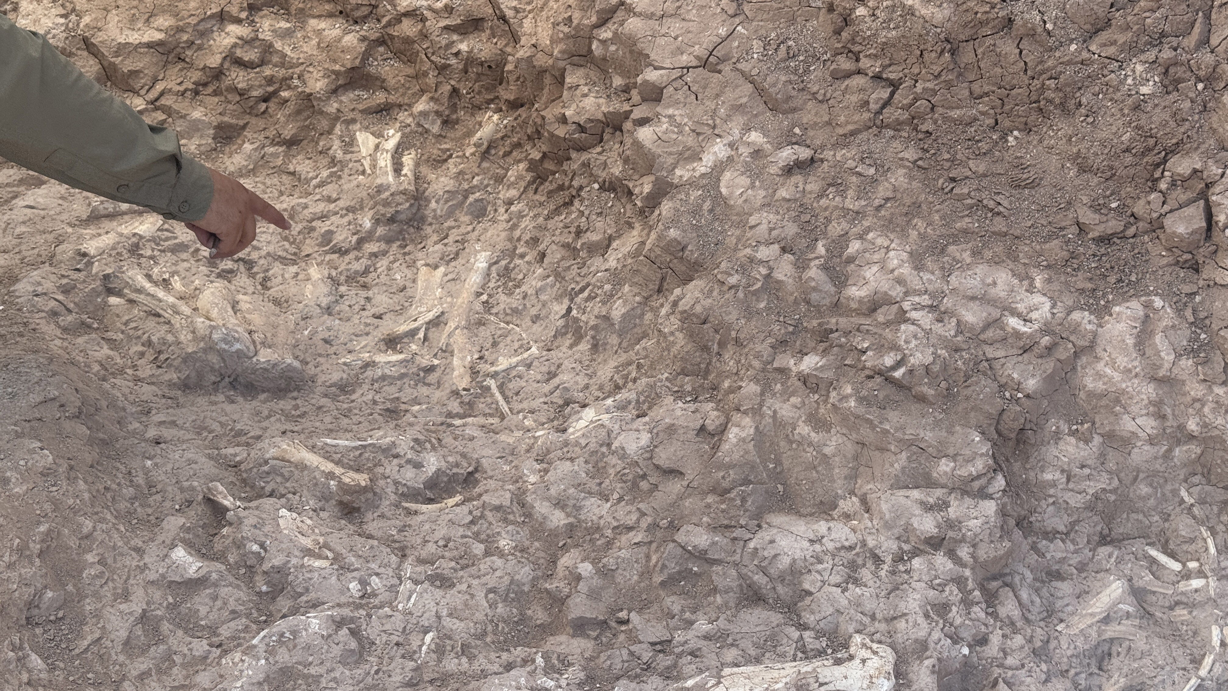 Keçi çobanının keşfettiği fosil alanı 7,7 milyon yıla tarihlendirildi
