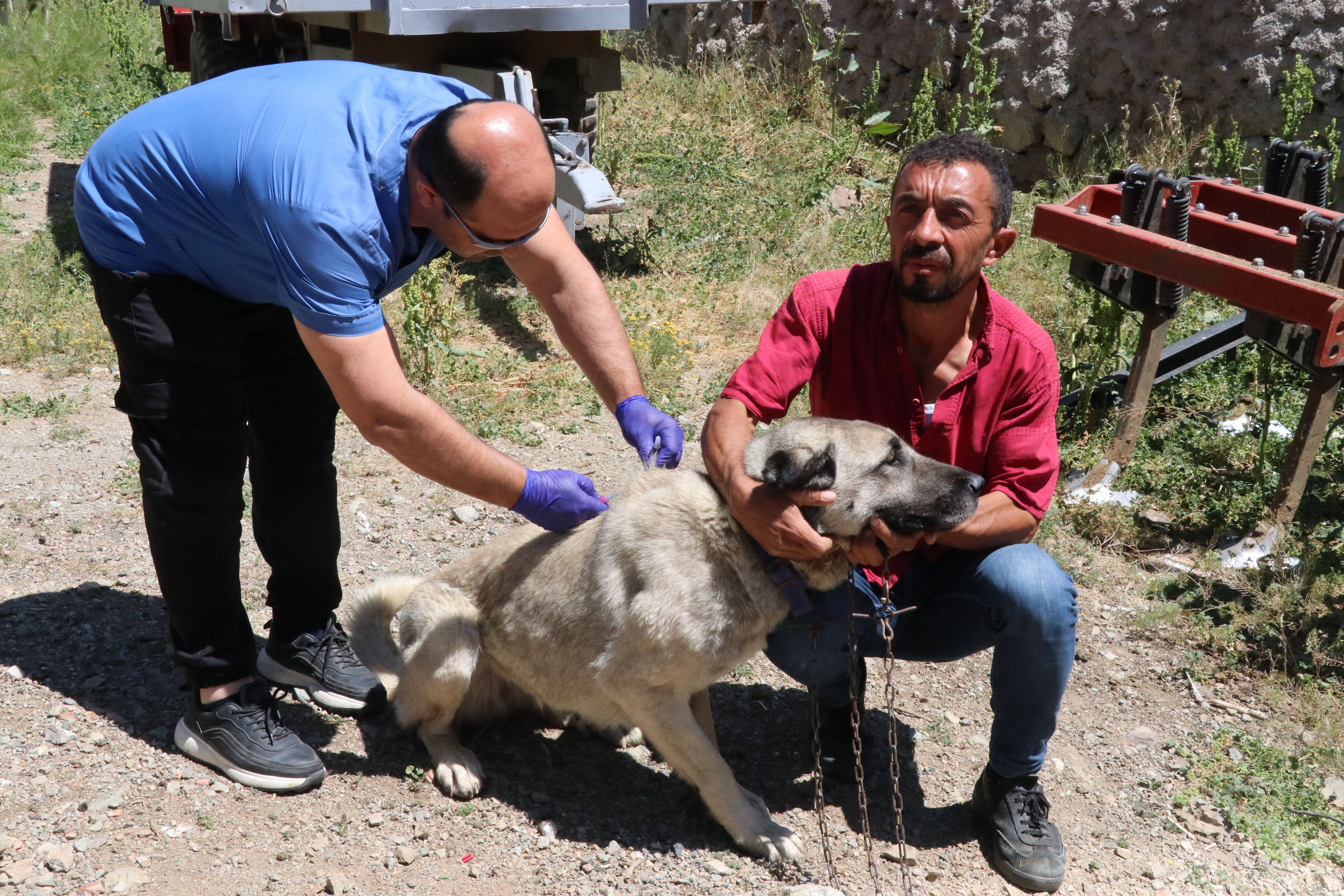 Köylerdeki sahipli köpekler mikroçiple kimliklendiriliyor