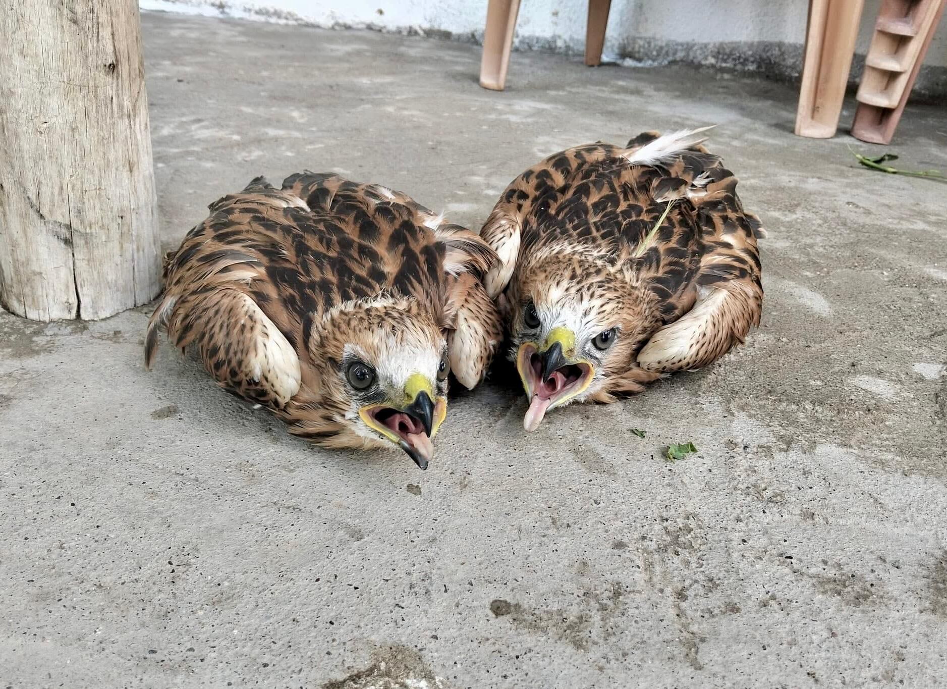 Kırşehir'de bitkin halde bulunan 2 kızıl şahin tedaviye alındı