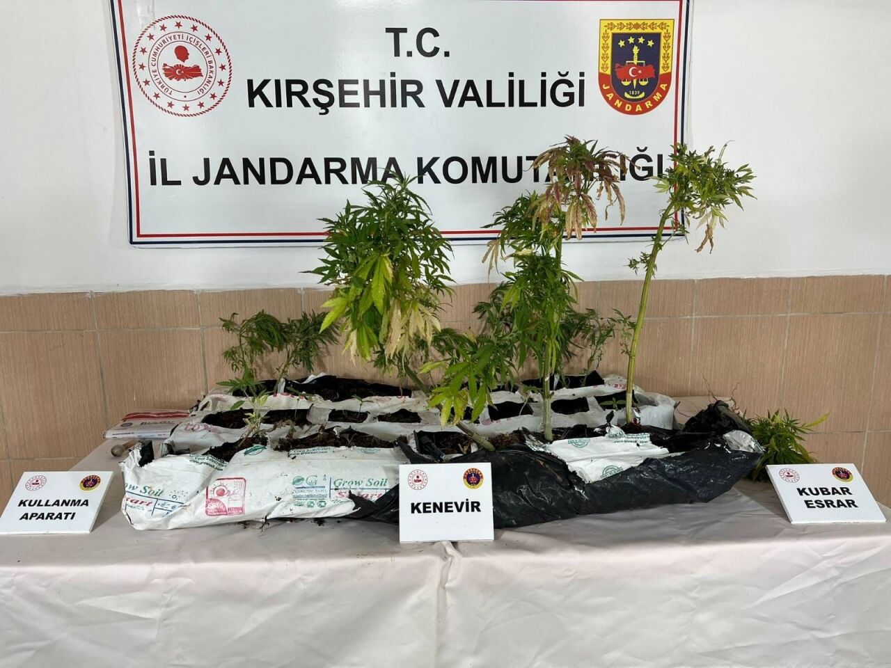 Kırşehir'de uyuşturucu üretimi için kenevir yetiştiren şüpheli yakalandı