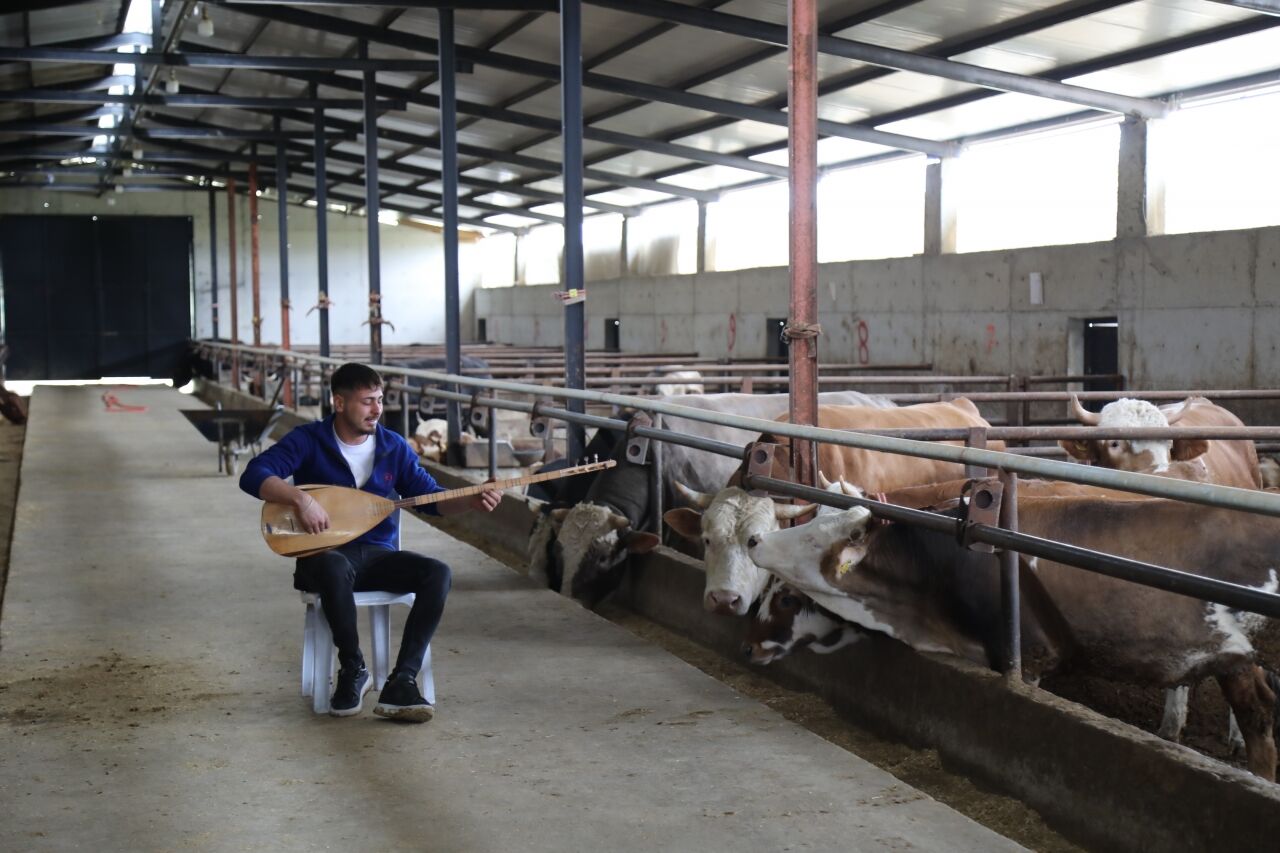 Hayvanları için saz çalıp türkü seslendiriyor