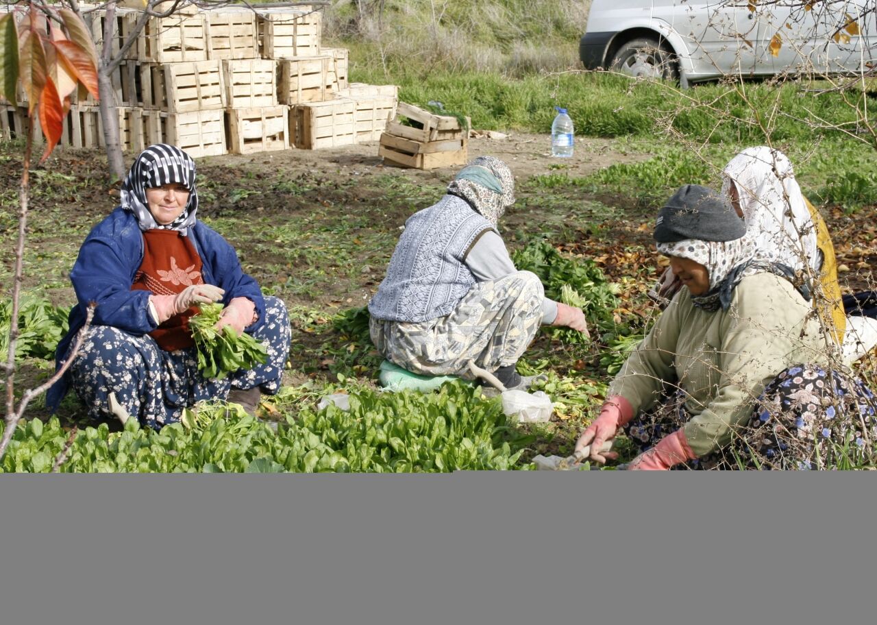 Beypazarı'nda tarım işçilerinin yevmiye ücreti belirlendi