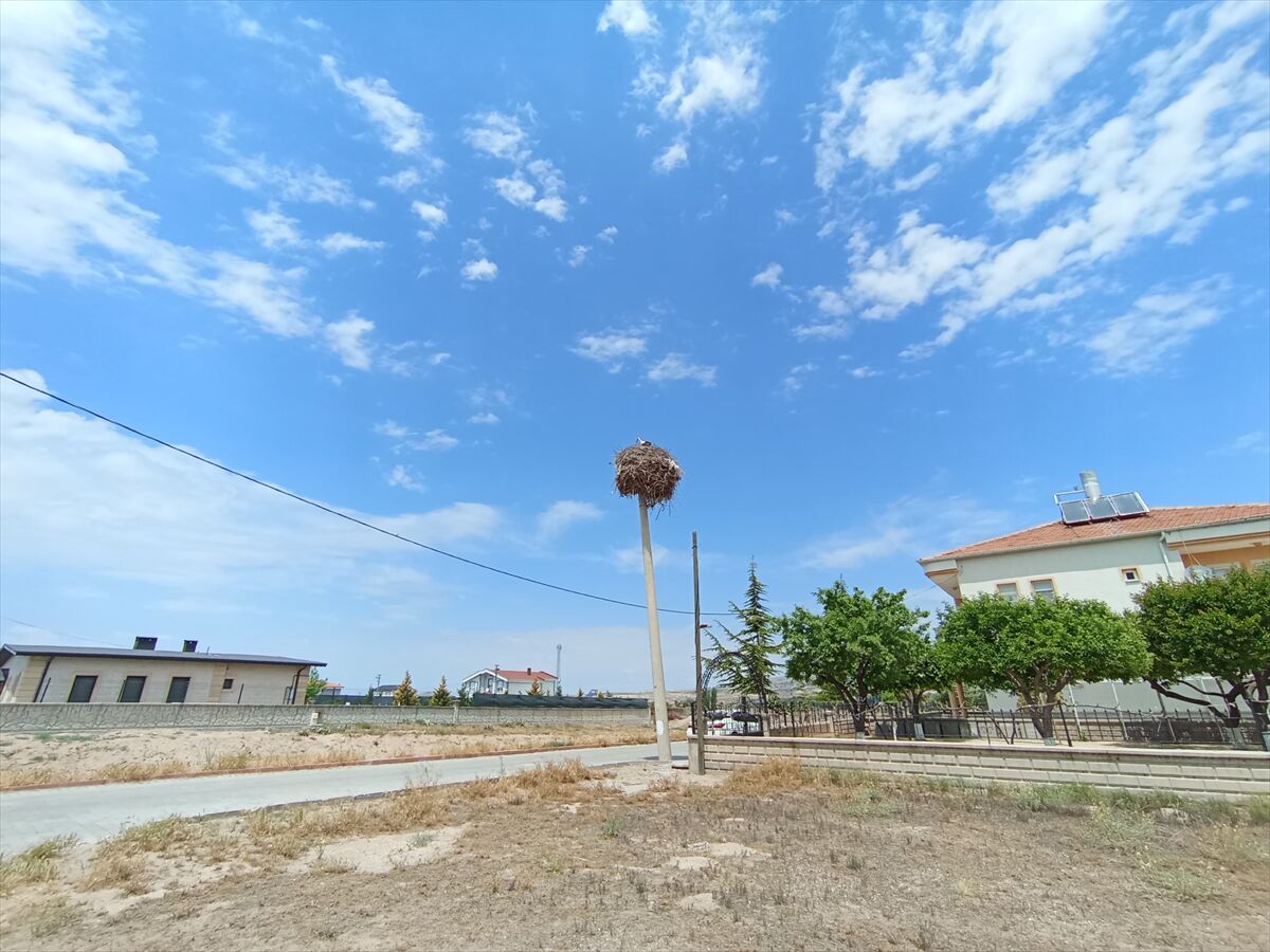 Nevşehir'de elektrik direği leylek ailesine tahsis edildi