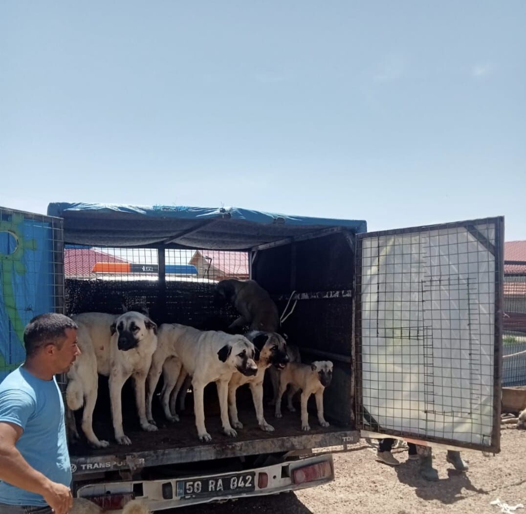 Gemerek'te sahipsiz sokak köpekleri toplanıyor