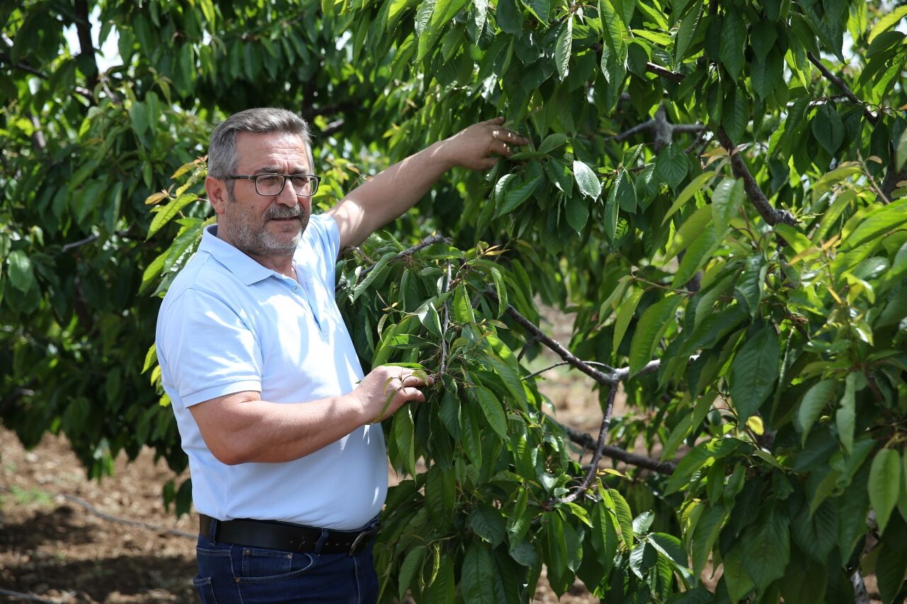TZOB Genel Başkanı Bayraktar, Eskişehir'de zirai dondan etkilenen kiraz bahçelerini inceledi