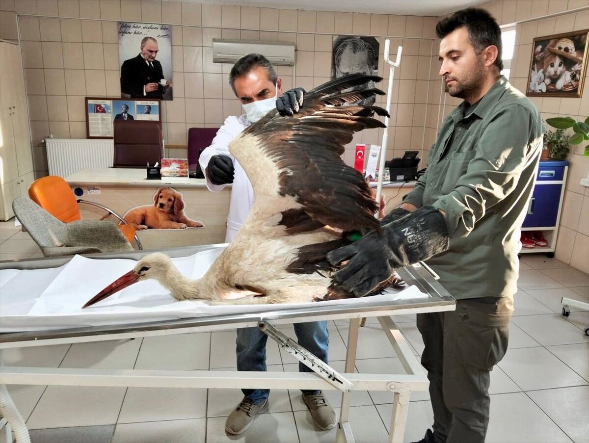 Kırşehir'de vatandaşın bitkin halde bulduğu leylek tedaviye alındı