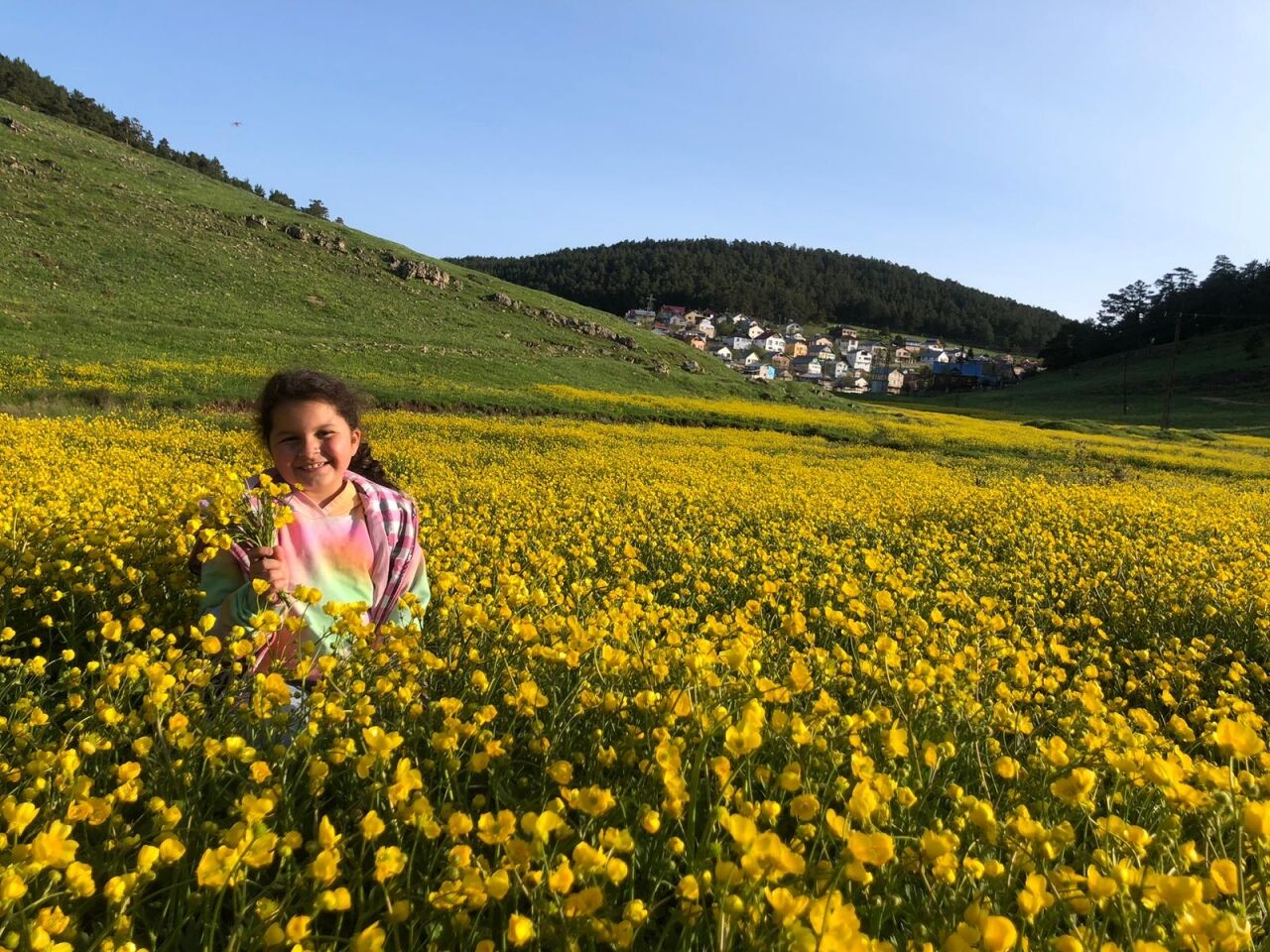 Eğriçimen Yaylası sarı papatyalarla renklendi