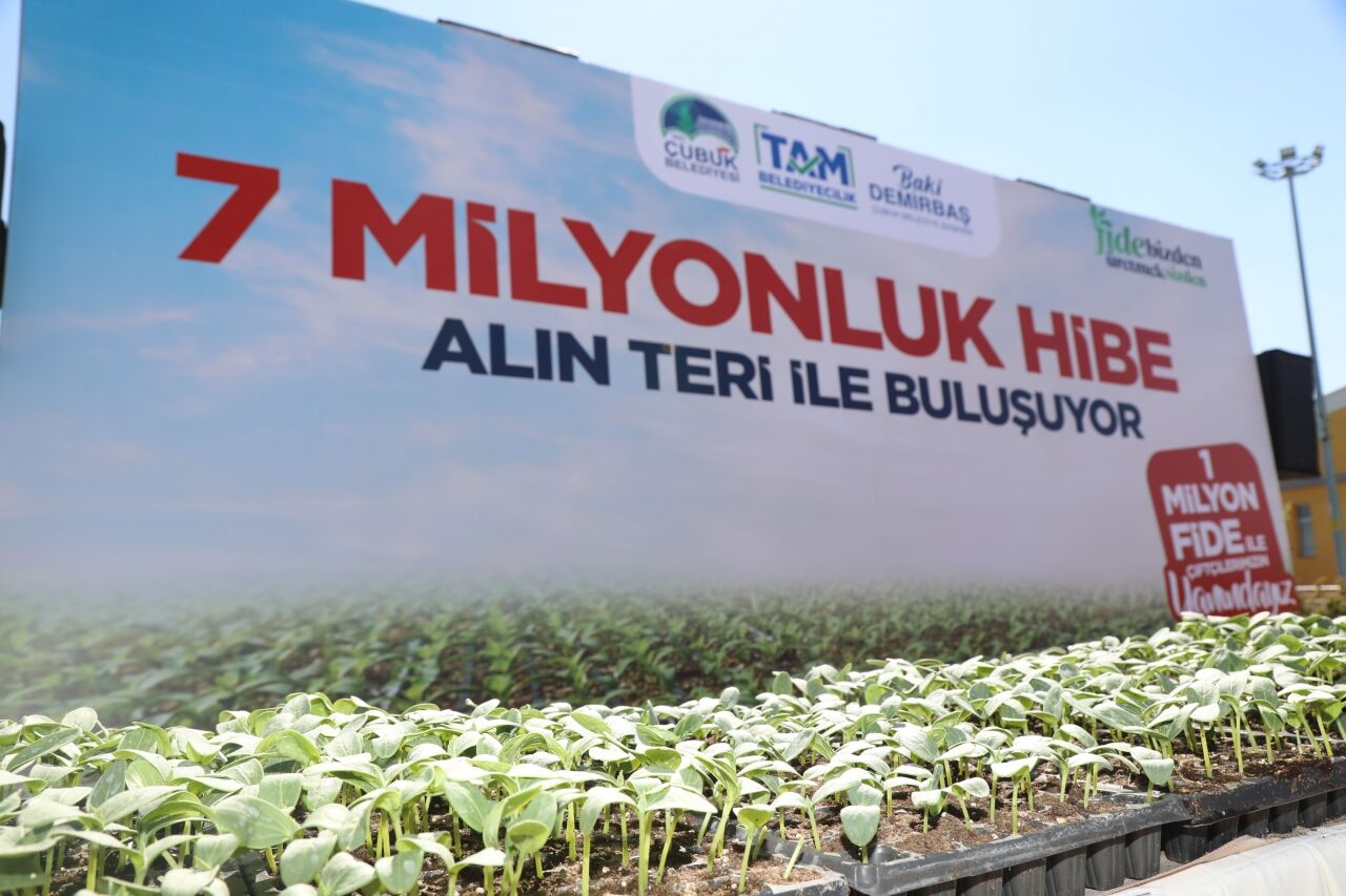 Çubuk Belediyesi çiftçilere sebze fidesi dağıtımına başladı