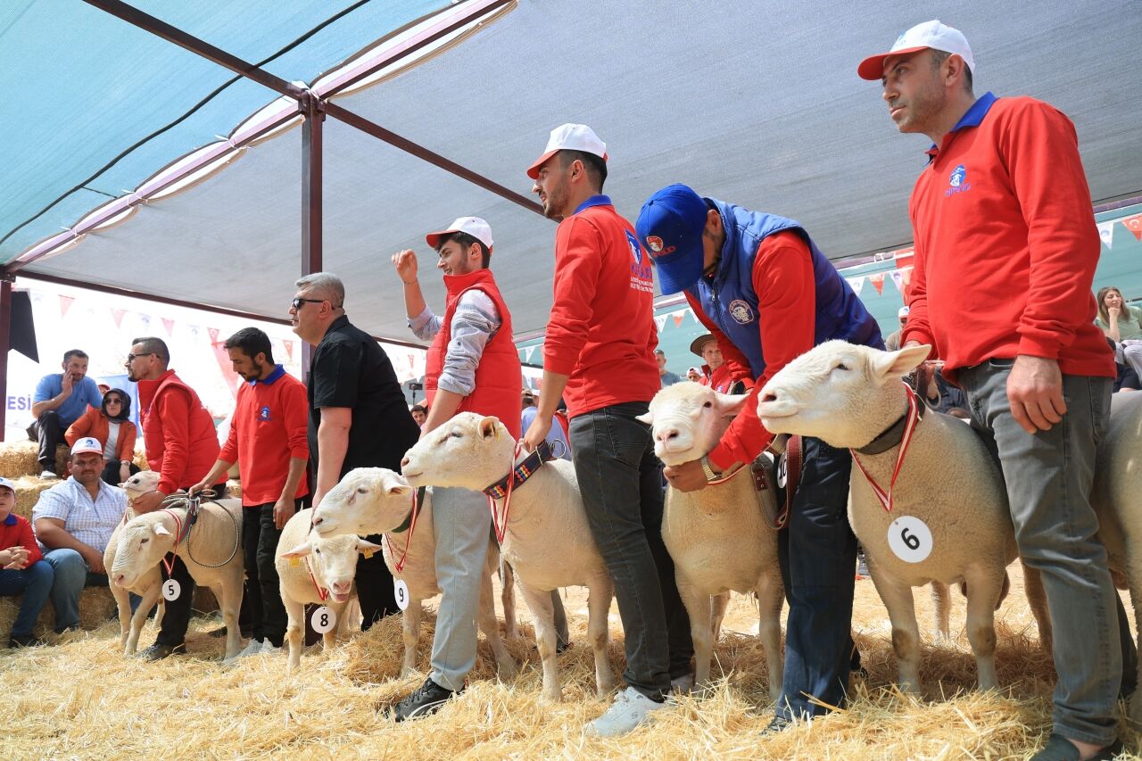 Kayseri'de koyun güzellik yarışması düzenlendi