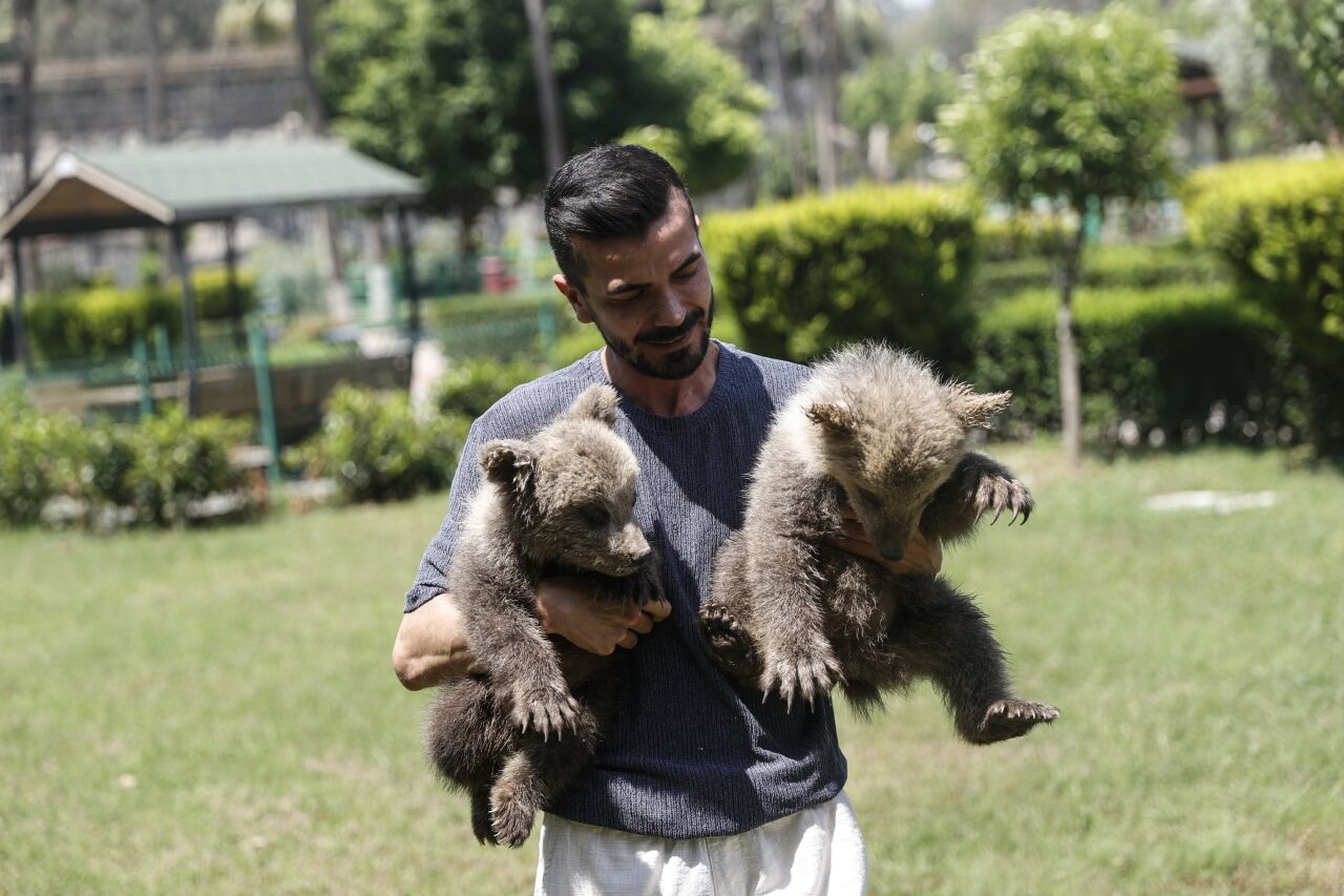 Mağarada bulunan yavru bozayılar "Fred" ve "Barney" Mersin'de özenle büyütülüyor