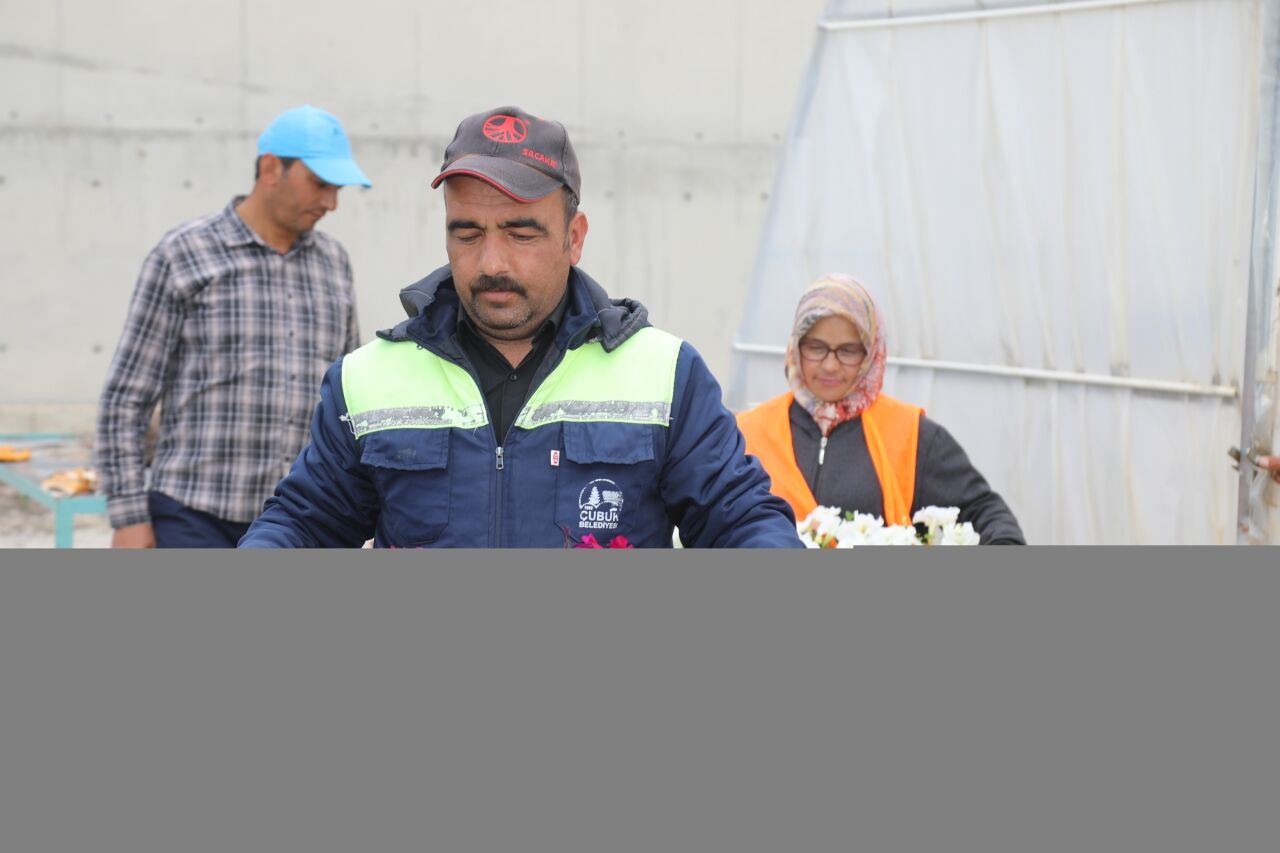 Çubuk'ta yeşil alanlara 65 bin çiçek dikilecek