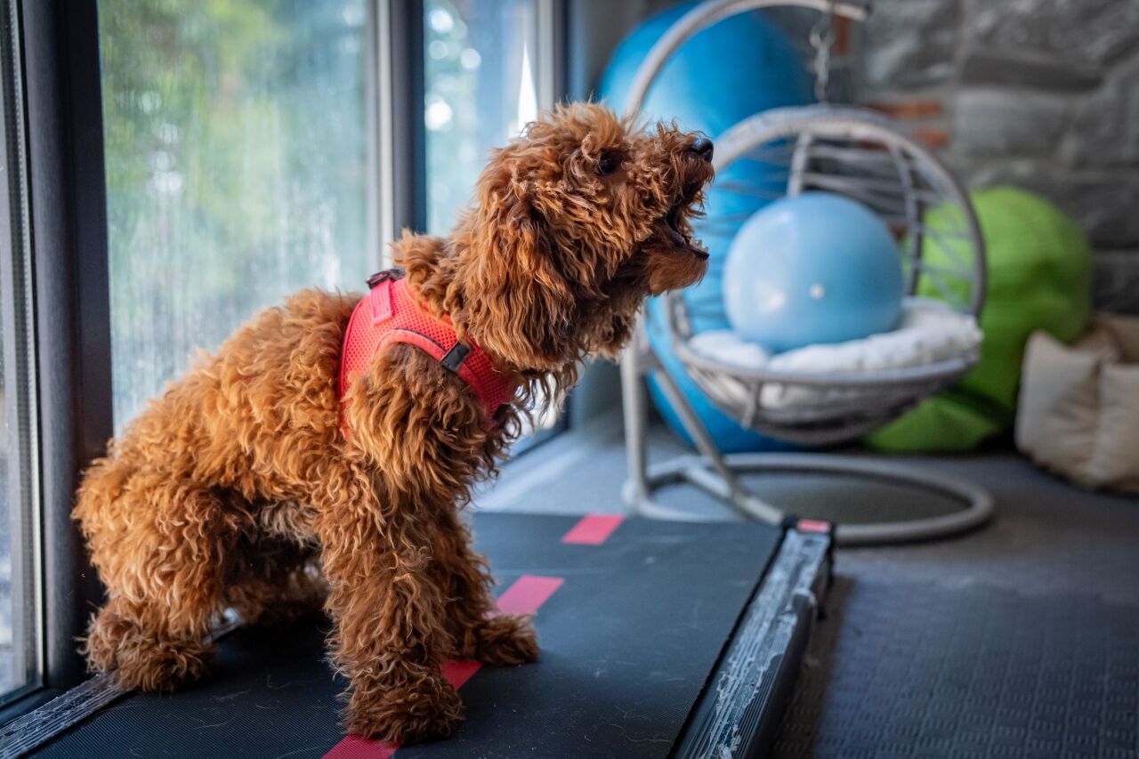 "Muffin" isimli köpek travmayı aşmaya çalışıyor