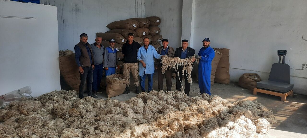 Beypazarı'nda Ankara keçisi tiftik alımı başladı