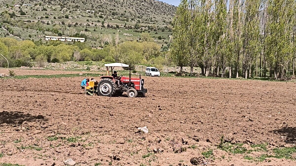 Dodurga Belediyesi 26 dönümlük hazine arazisine 26 ton patates ekti