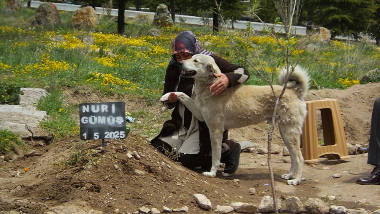 Nevşehir'de "Garip" adlı köpek, sahibinin mezarının başından ayrılmıyor