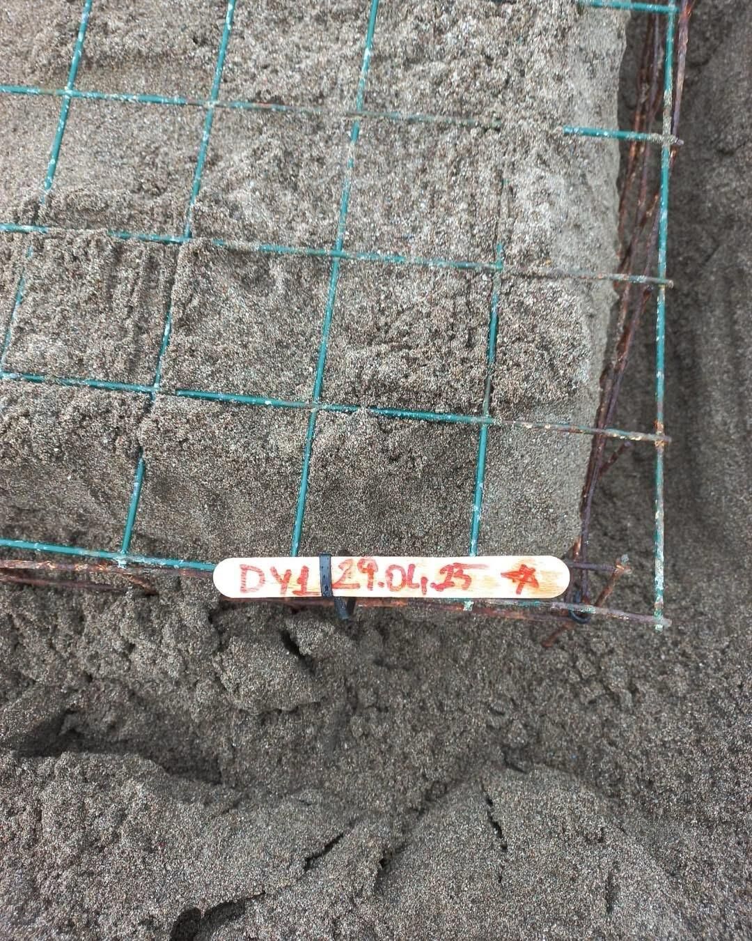 Muğla'da caretta carettalar İztuzu sahiline yumurta bırakmaya başladı