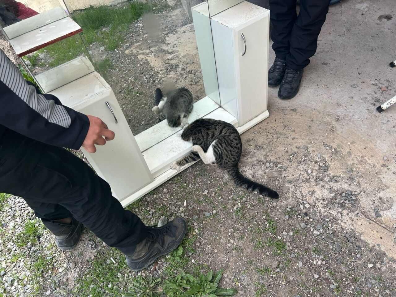 Sivas'ta dolaba sıkışan kediyi itfaiye ekipleri kurtardı
