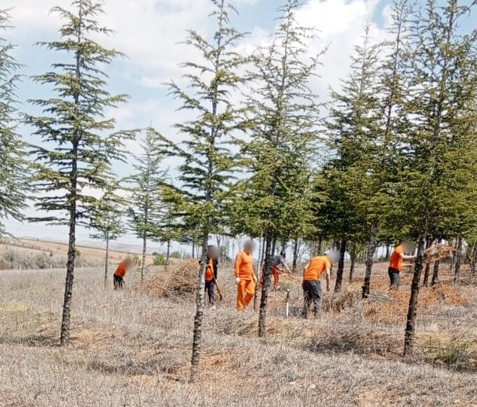Kırşehir'de hükümlüler ağaç bakımı ve çevre düzenlemesi yaptı