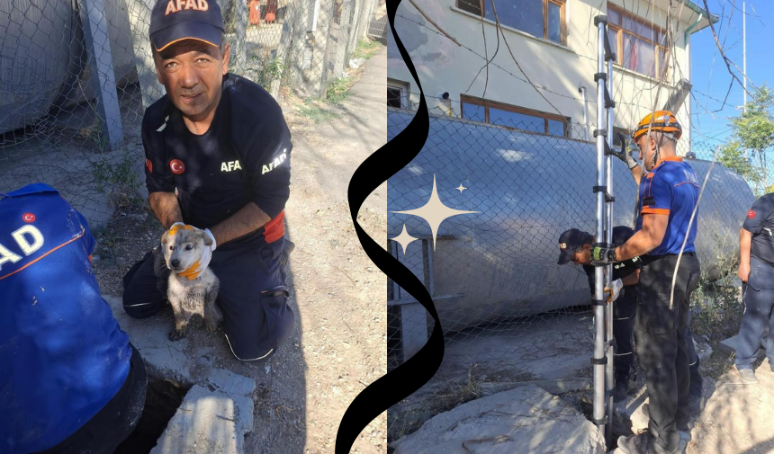 Yavru köpek kurtarıldı