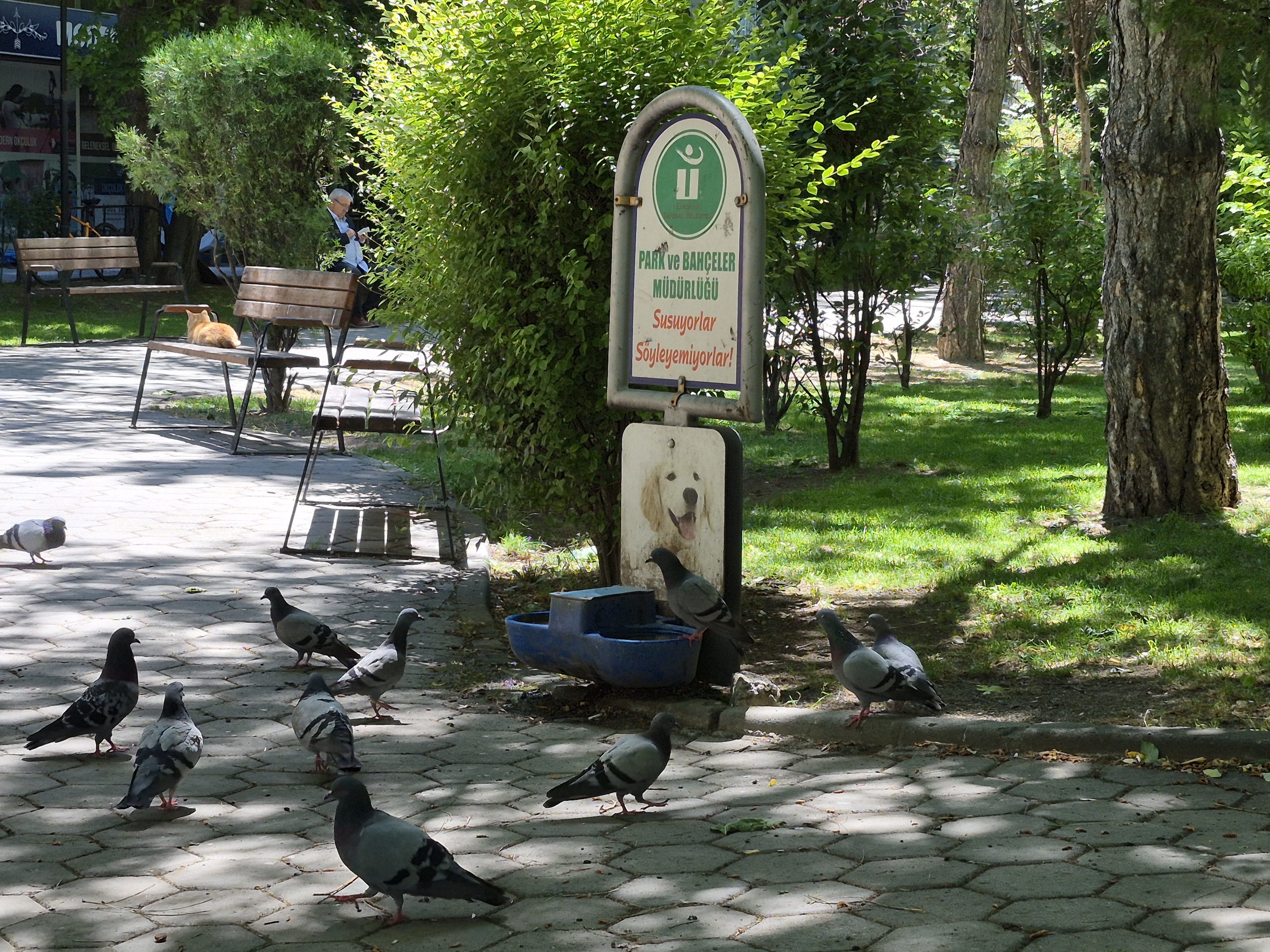 Eskişehir'de Susayan Güvercinler Köpeklerin Su Kabına Akın Etti