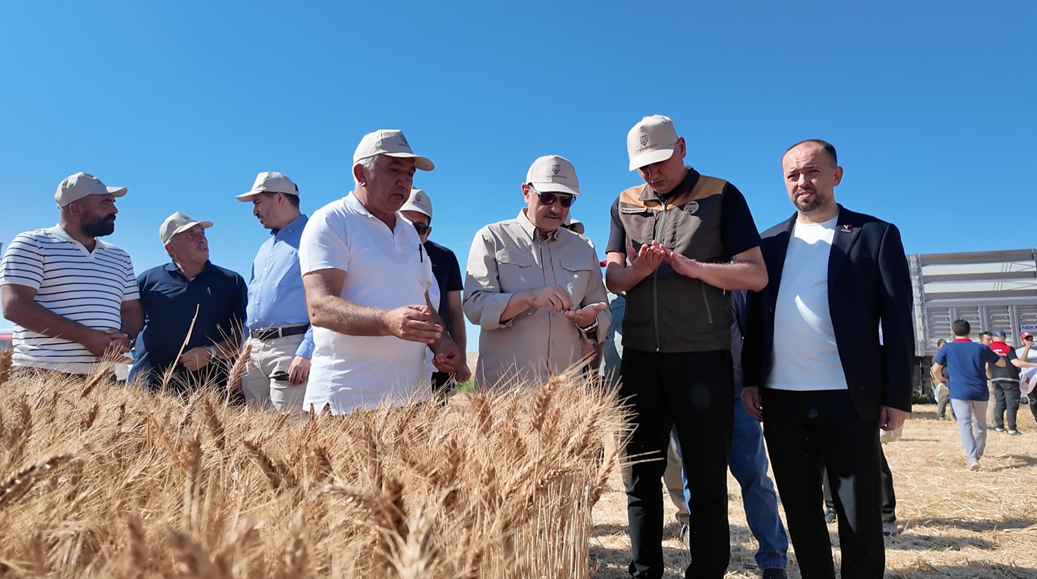 Eski Bakan Fatih Dönmez Eskişehir'de Hasada Katıldı