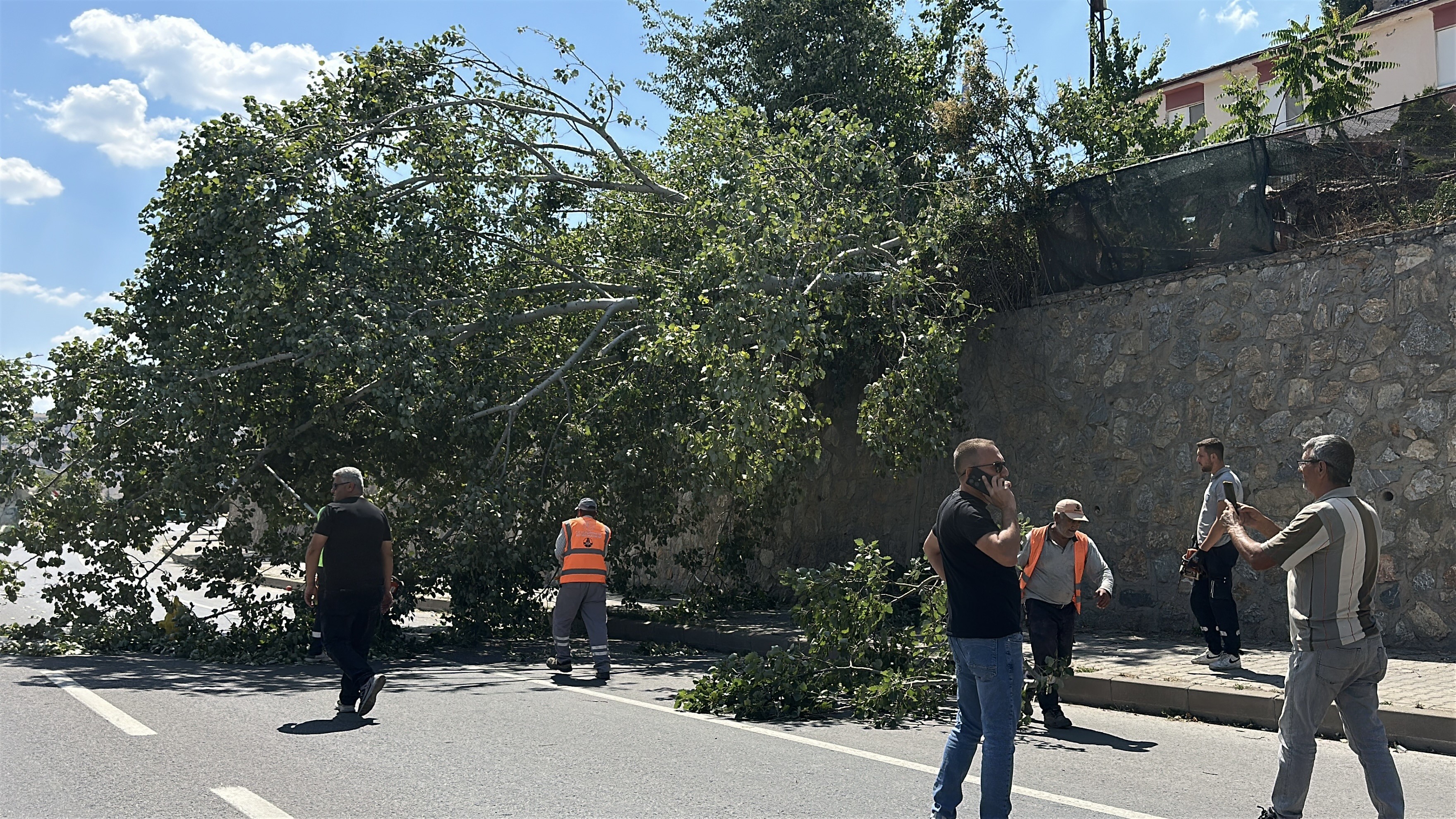 Eskişehir’de devrilen kavak ağacı ekipleri harekete geçirdi