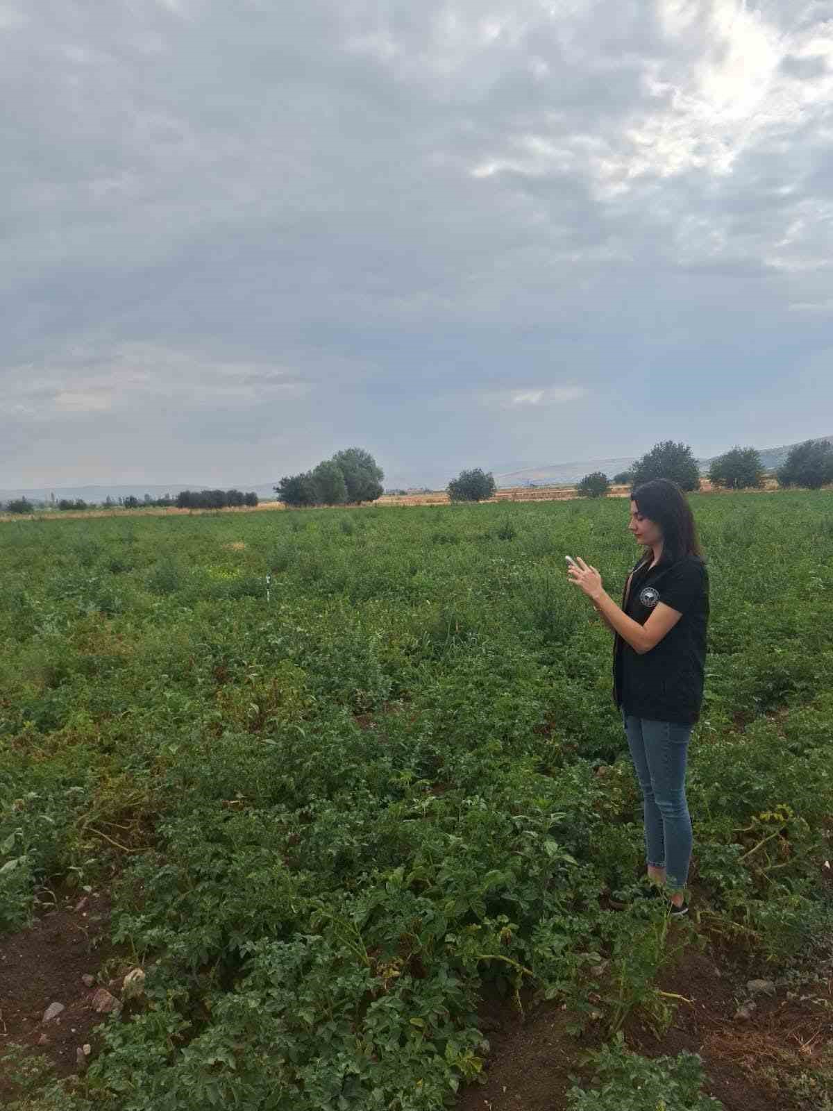 Şuhut’ta patates üretim alanlarında saha kontrolleri sürüyor