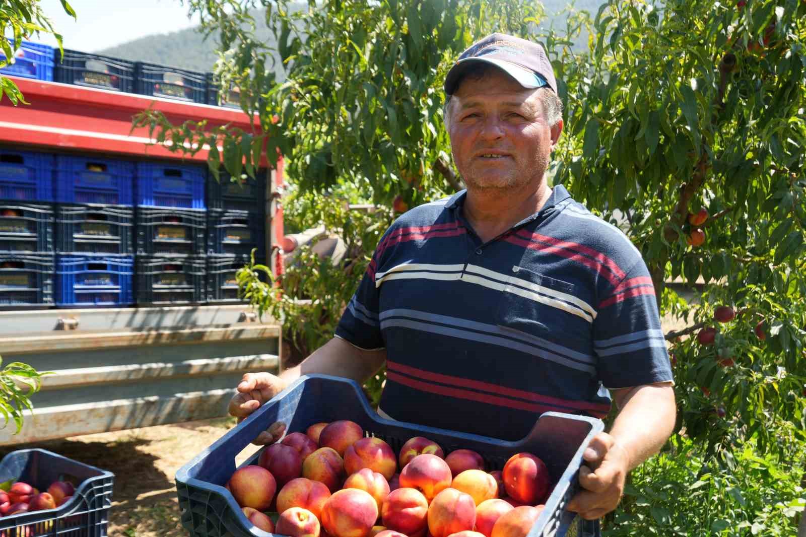 Bu nektarinin yüzde 70’i yurt dışına gidiyor