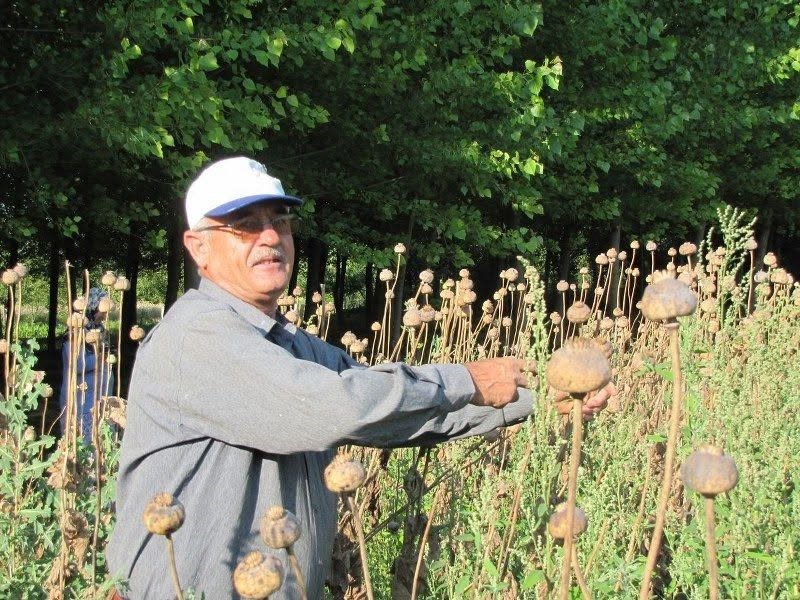 Üreticilerden haşhaş tohumu alımı yapılacak