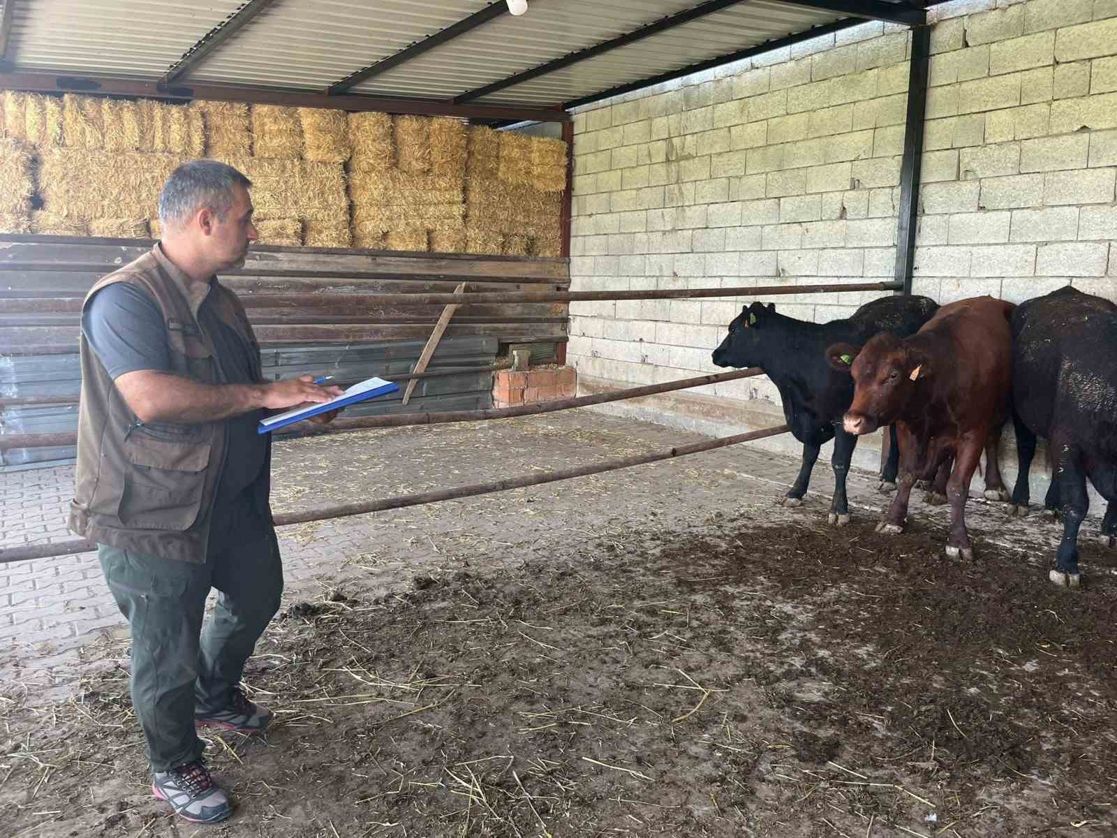 Afyonkarahisar’da ‘Kırsalda Bereket Büyükbaşa Destek’ projesi sürüyor