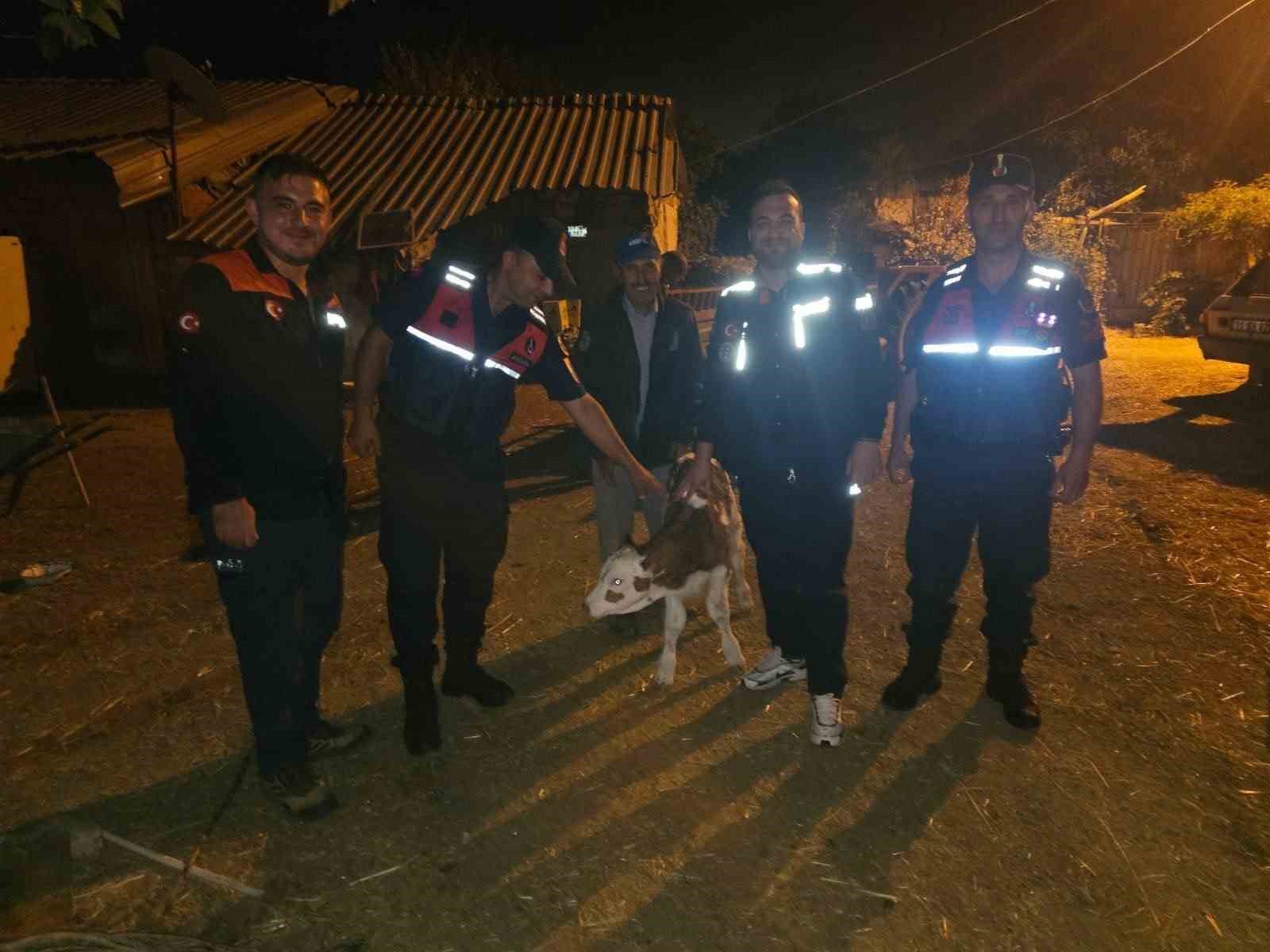 Kayıp büyükbaş hayvan, tarlada doğum yapmış halde bulundu
