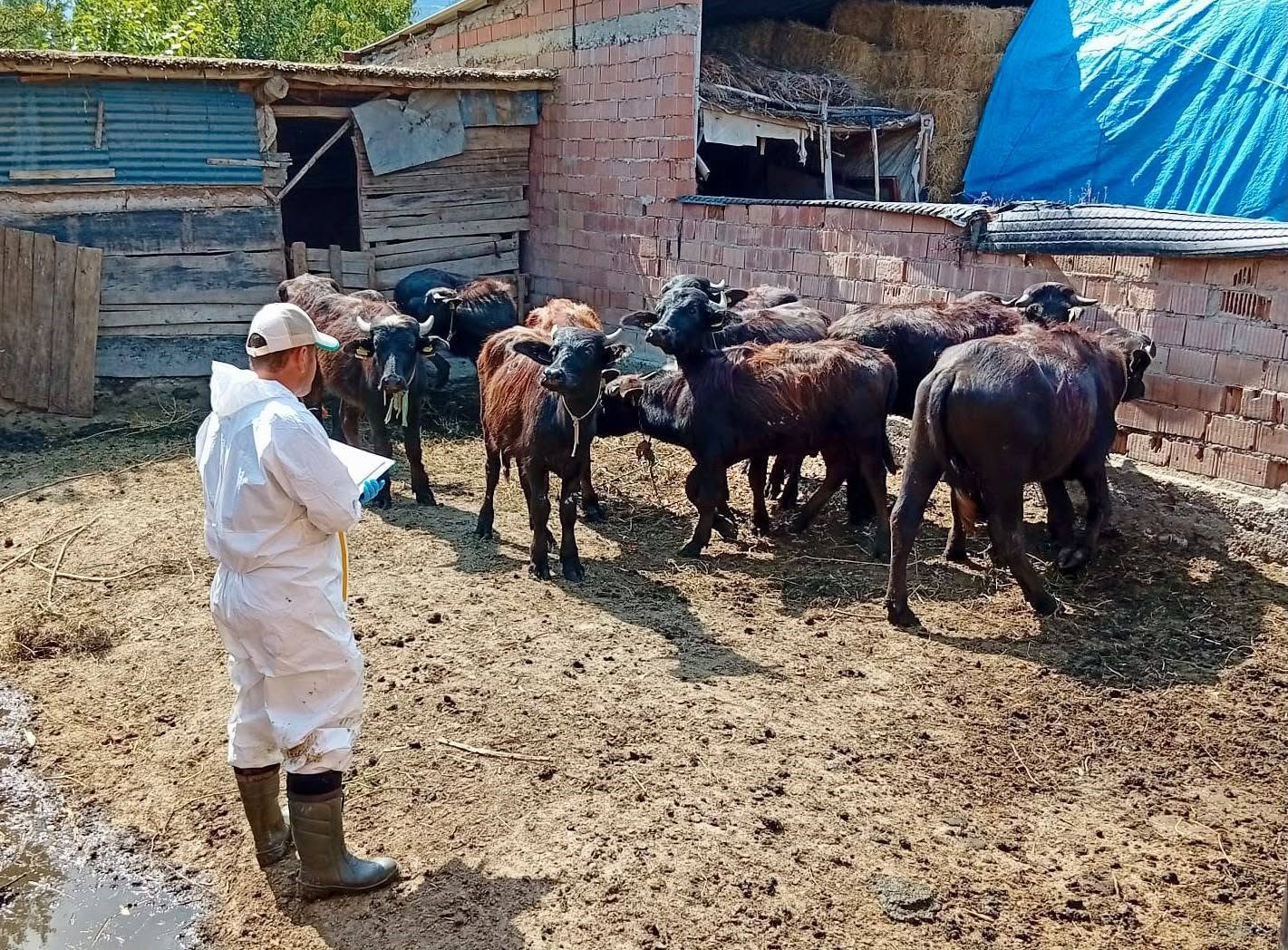 Çay’da sonbahar aşılama kampanyası sürüyor