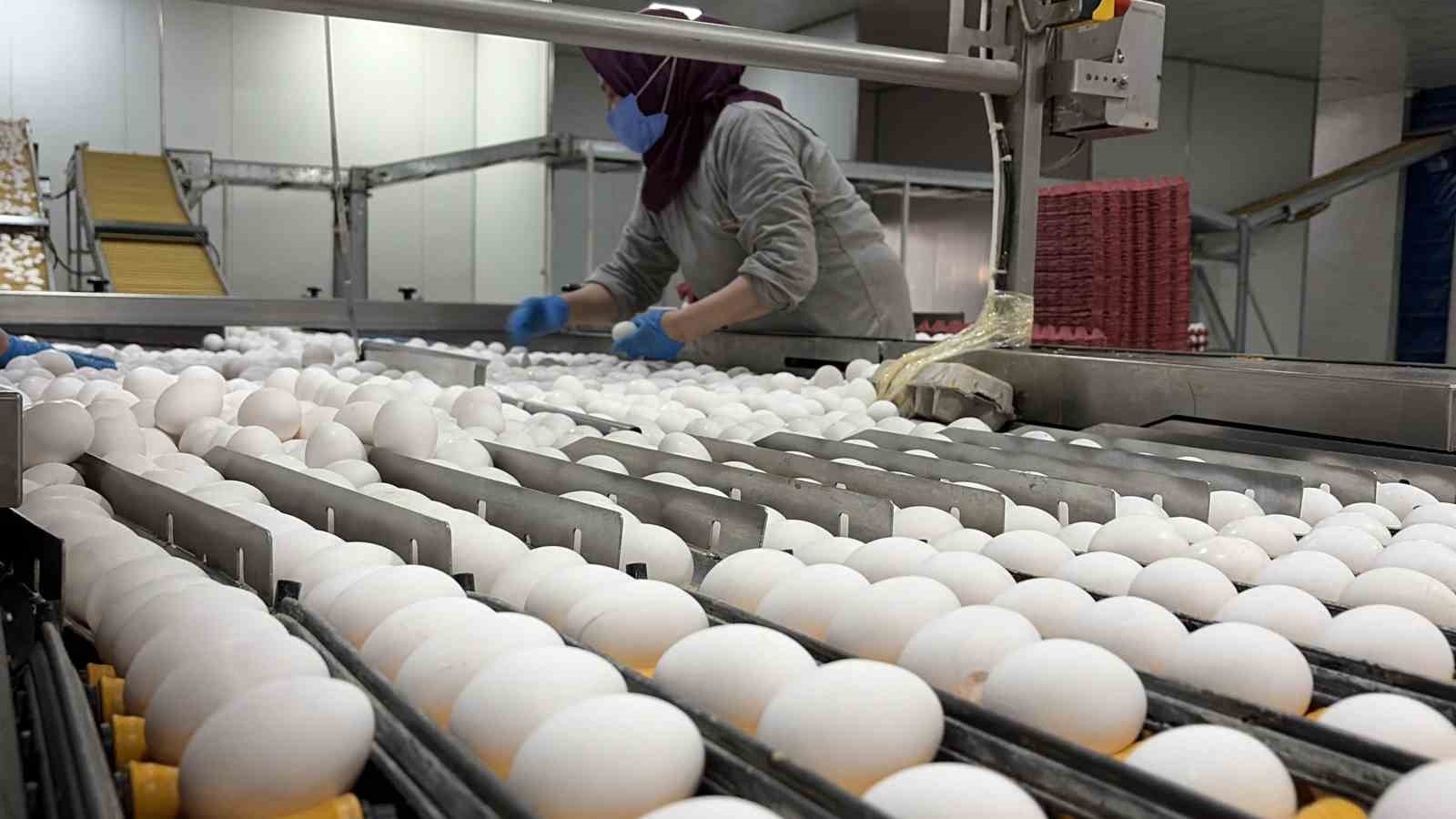 Yumurta üreticilerinin gözü Tahıl Koridoru’nda