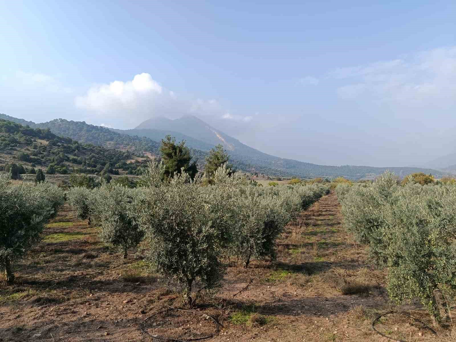 Eskişehir’in mikroklima havzasında zeytin bereketi