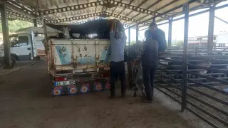 Gediz Belediyesi hayvan pazarı pazartesi günleri kurulacak