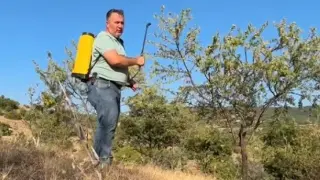 Tarla boş kalmasın diye diktiği badem ağaçlarından ilk kez verim aldı