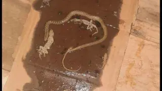 Fare yakalamak için kurulan tuzaktan adeta mini hayvanat bahçesi çıktı