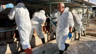 İthal büyükbaş hayvanların sağlık kontrolleri yapıldı
