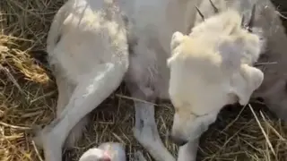 Çoban köpeği sürünün başında doğum yaptı
