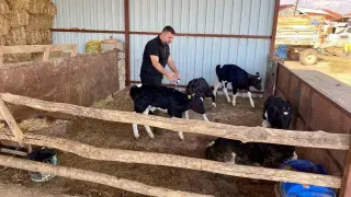 Hayvanlara yönelik şap aşılama çalışması başlatıldı