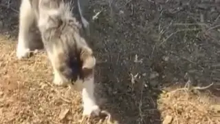 Kedi, fare ile oynar gibi yılanla oynadı