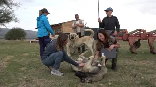 İtalyanlar Türk çoban köpeklerine hayran kaldı