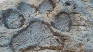 4 bin yıllık pati izleri gün yüzüne çıkarıldı