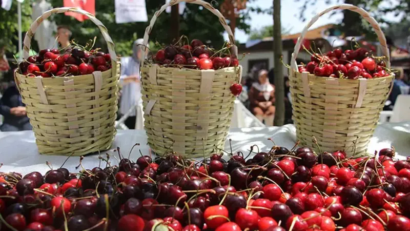 Mihalıççık Belediyesi Kiraz Festivali Ertelendi Mi?