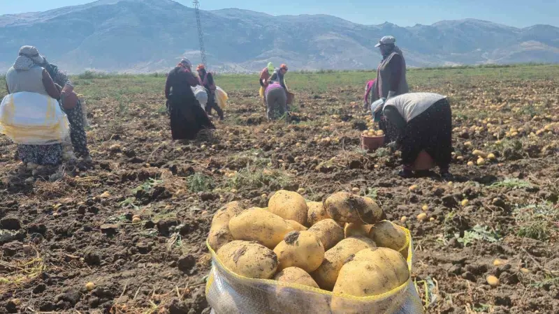 Çölovası’nda patates hasadı sürüyor