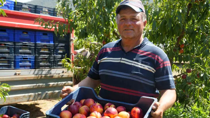 Meyve suyu fabrikaları üreticiden aldıkları ürünün fiyatları iyice dibe vurdu